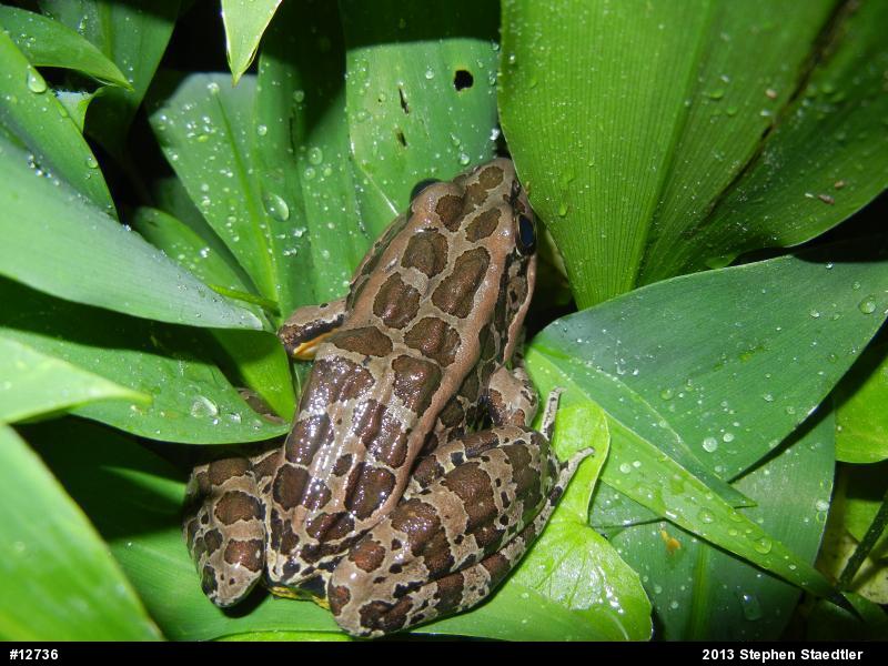 Pickerel Frog
