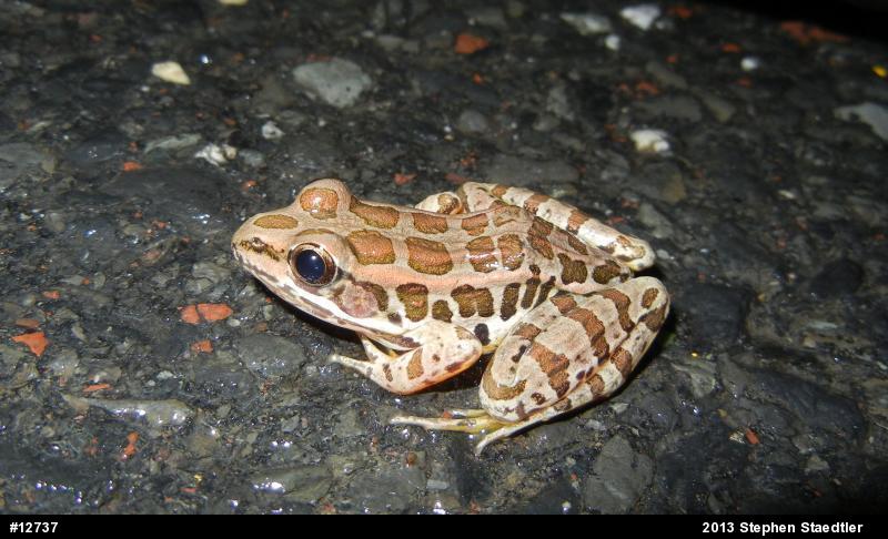 Pickerel Frog