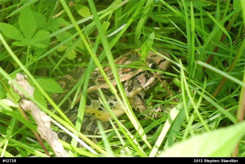 Pickerel Frog