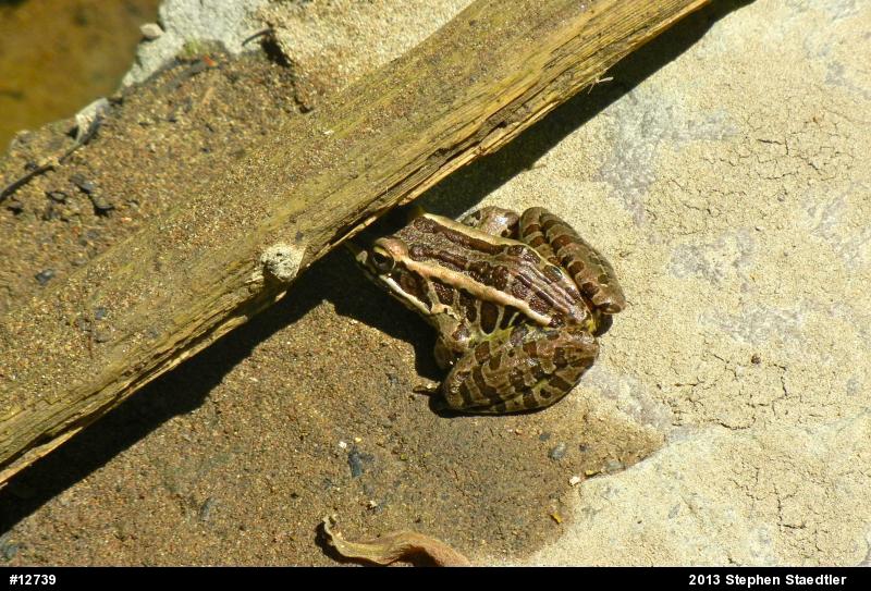 Pickerel Frog