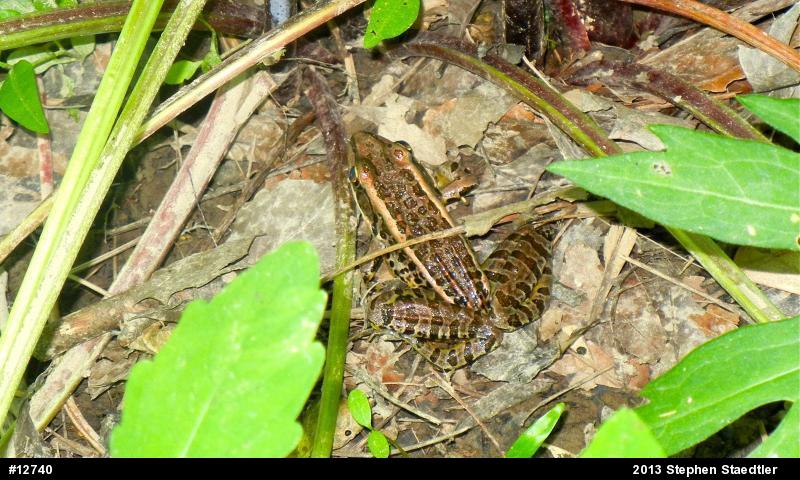 Pickerel Frog