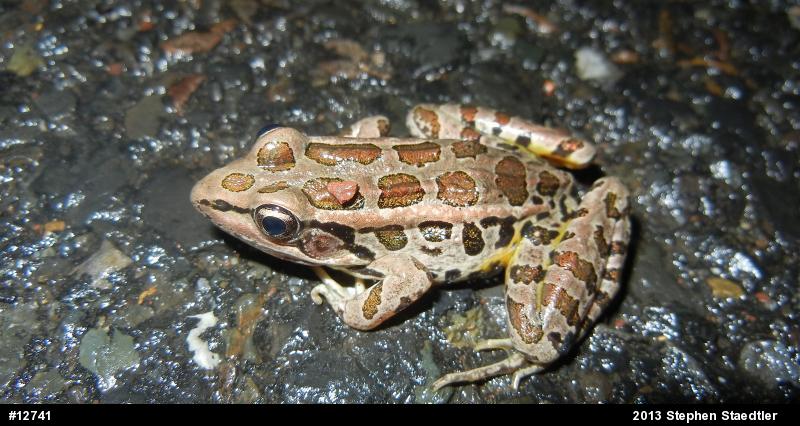 Pickerel Frog