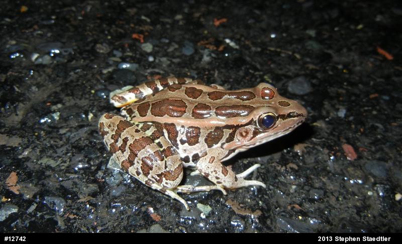Pickerel Frog