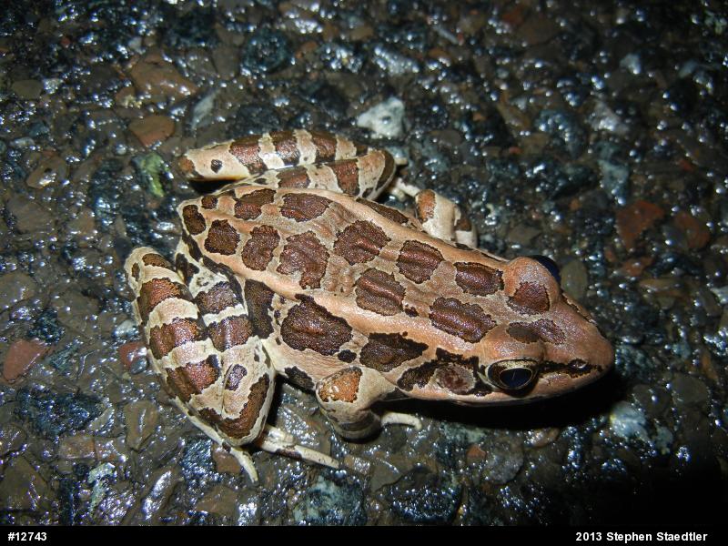 Pickerel Frog