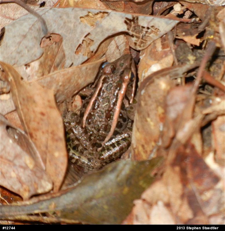 Pickerel Frog