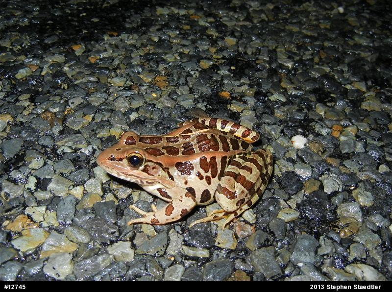 Pickerel Frog