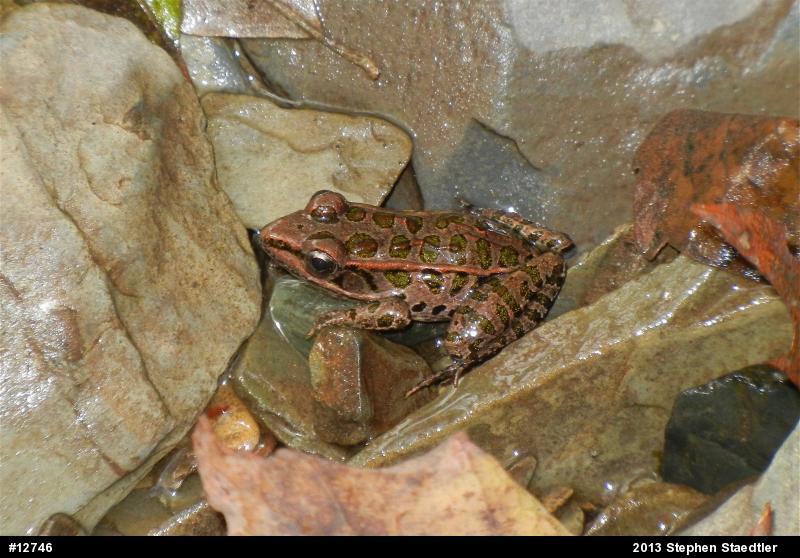 Pickerel Frog