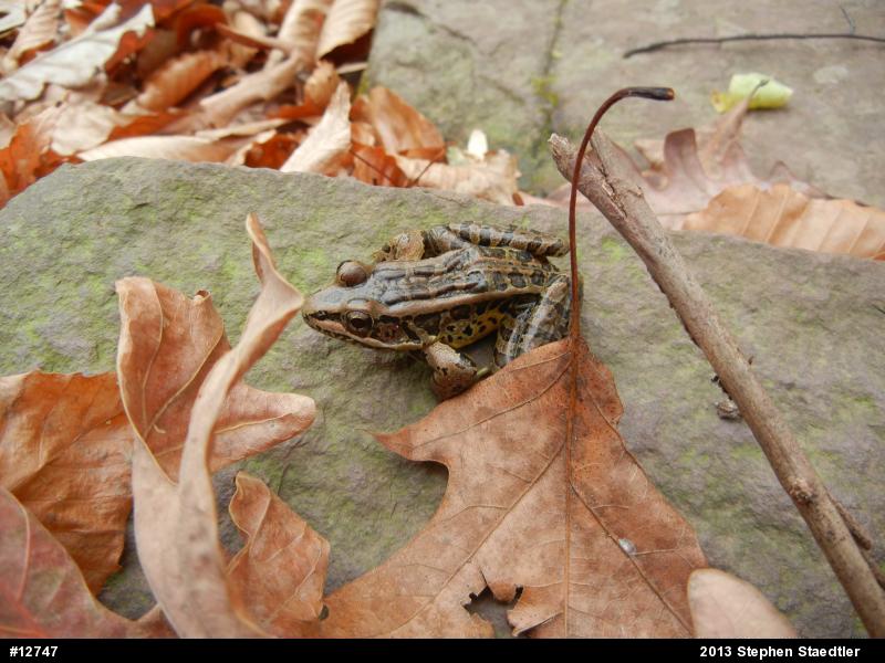 Pickerel Frog