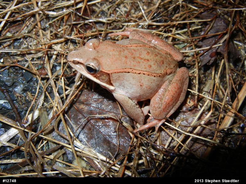 Wood Frog