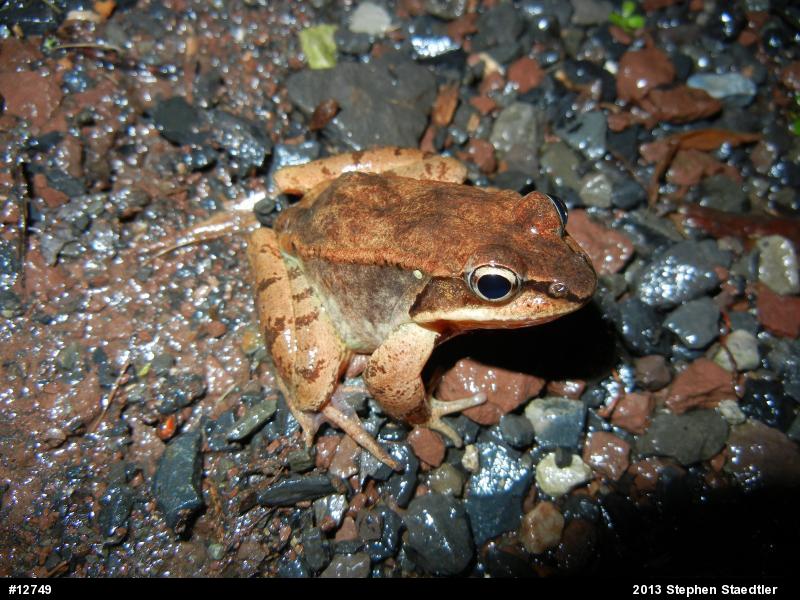 Wood Frog