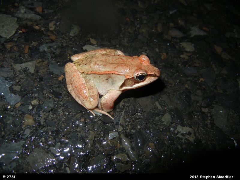 Wood Frog