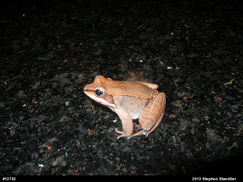 Wood Frog