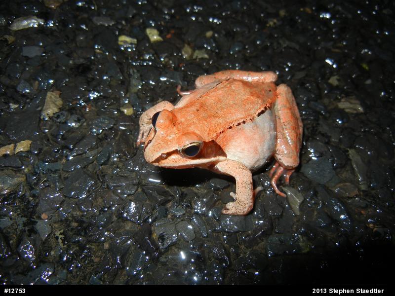 Wood Frog