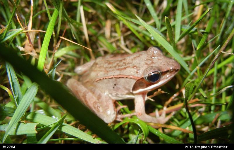 Wood Frog