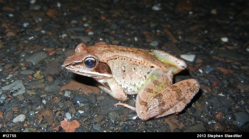Wood Frog