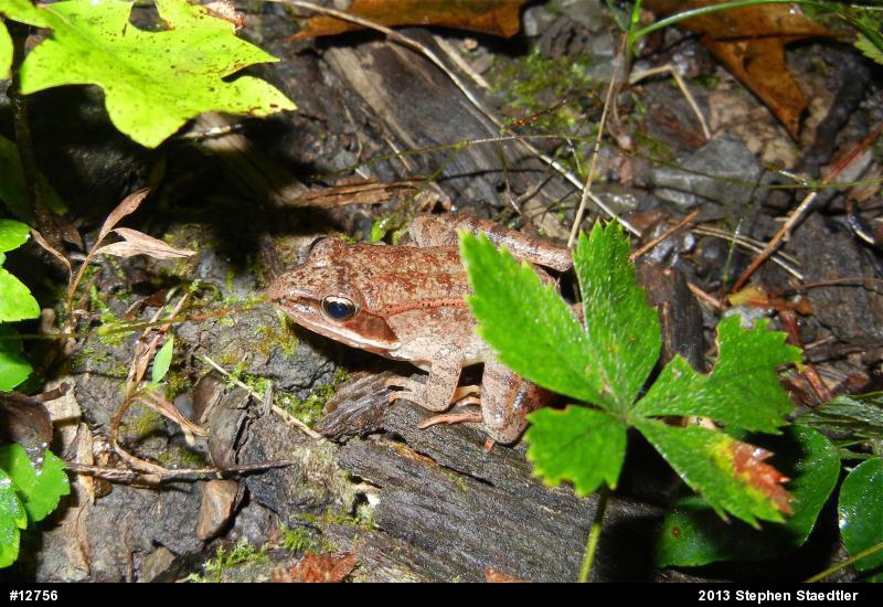 Wood Frog