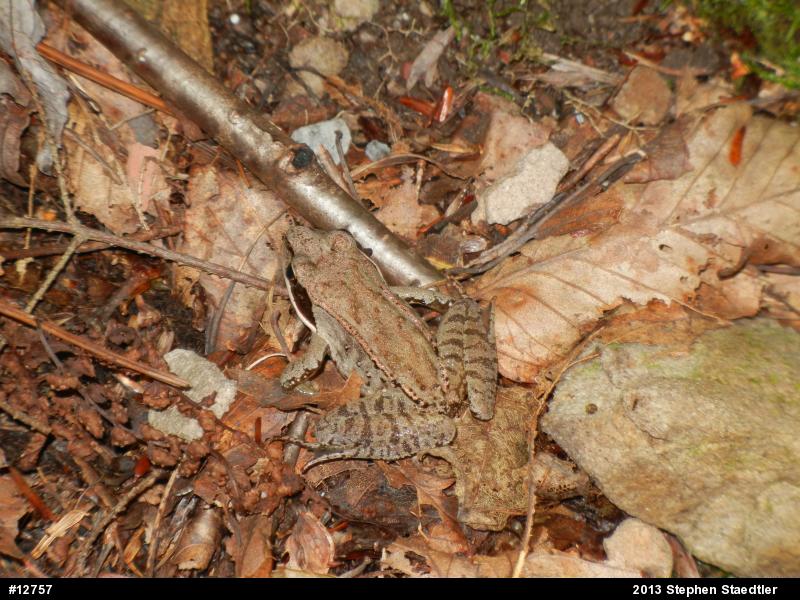 Wood Frog