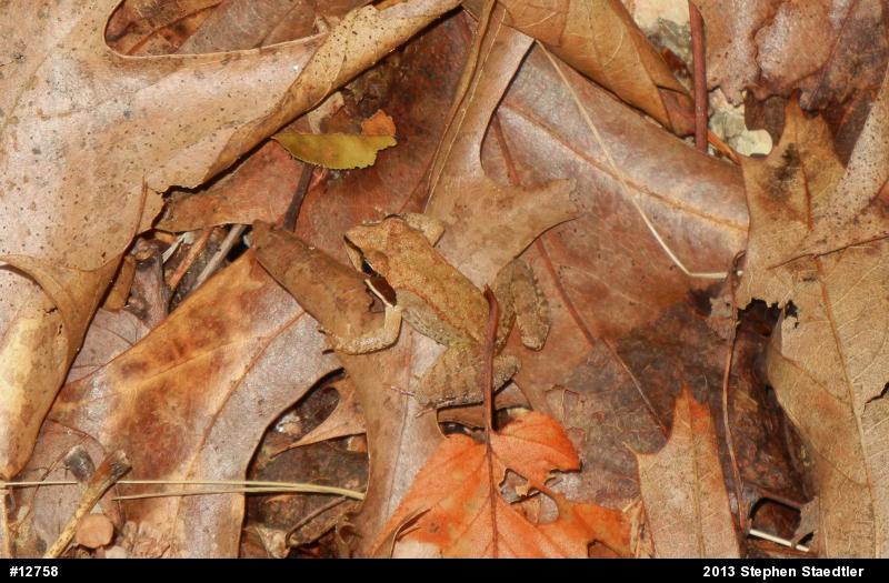 Wood Frog