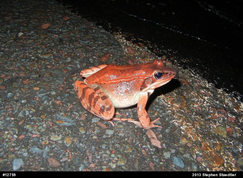 Wood Frog