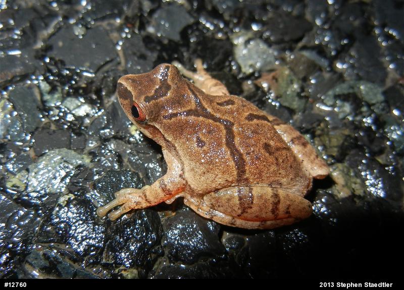 Spring Peeper