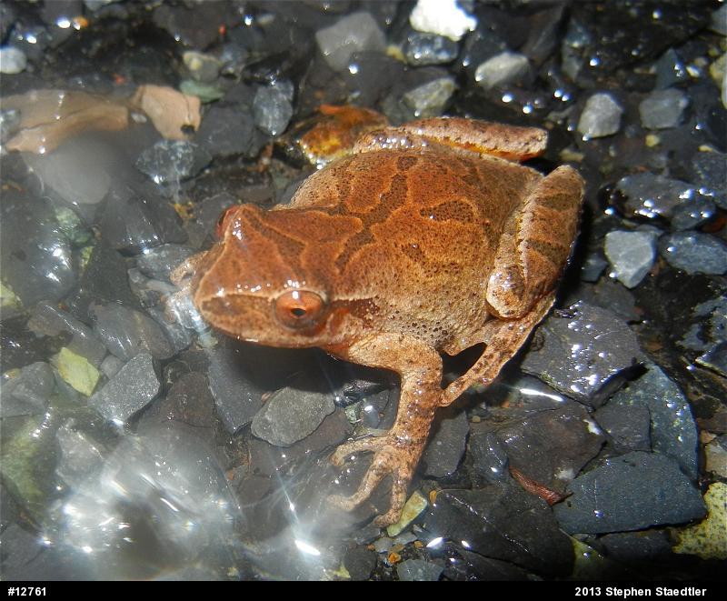 Spring Peeper