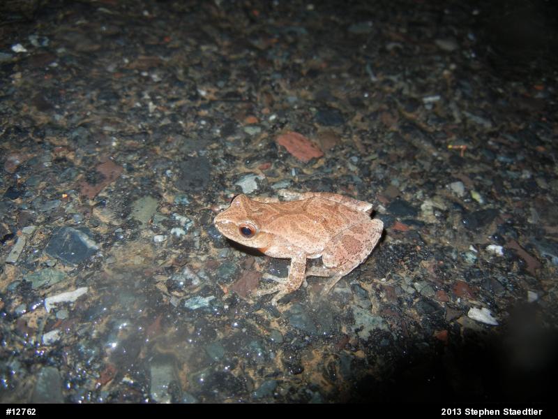Spring Peeper