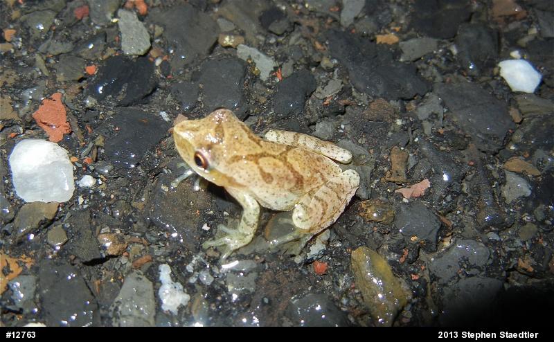 Spring Peeper