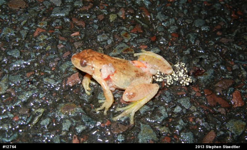 Spring Peeper