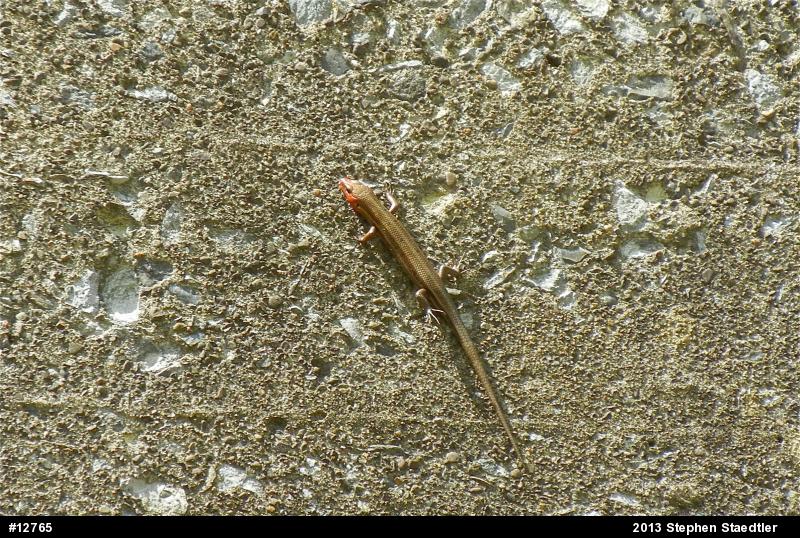 Common Five-lined Skink