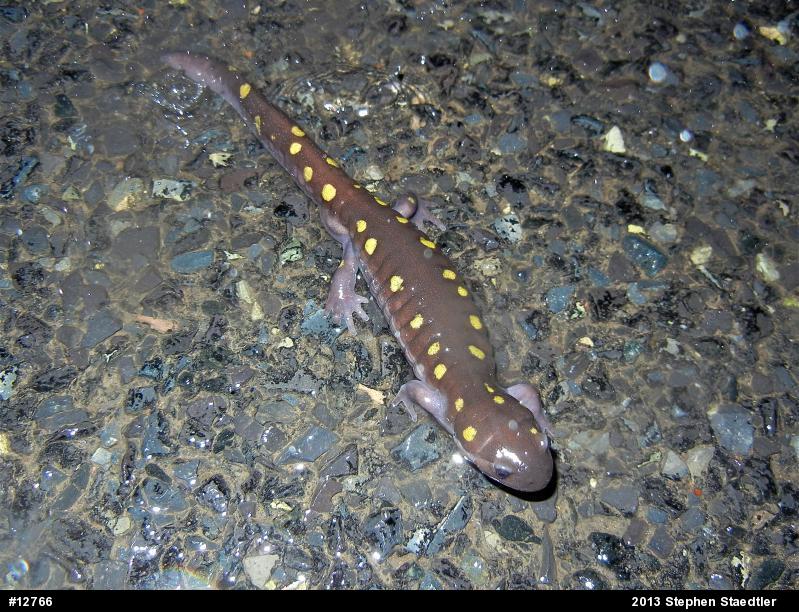 Spotted Salamander