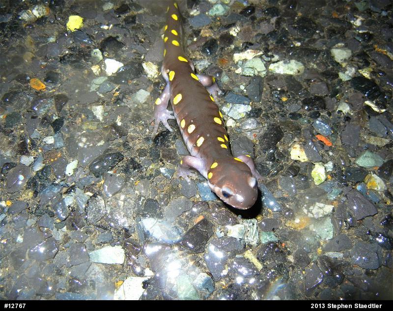 Spotted Salamander