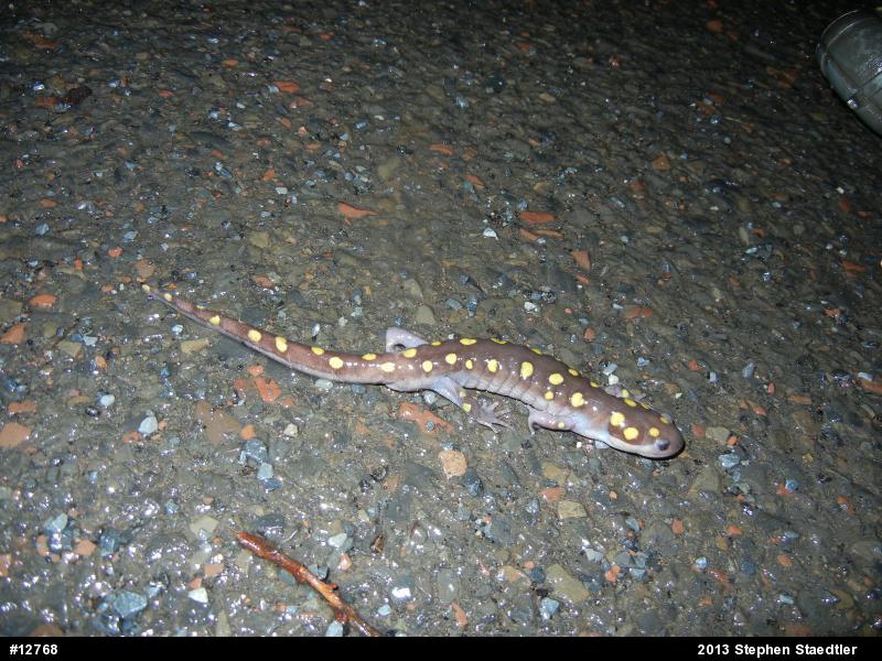 Spotted Salamander