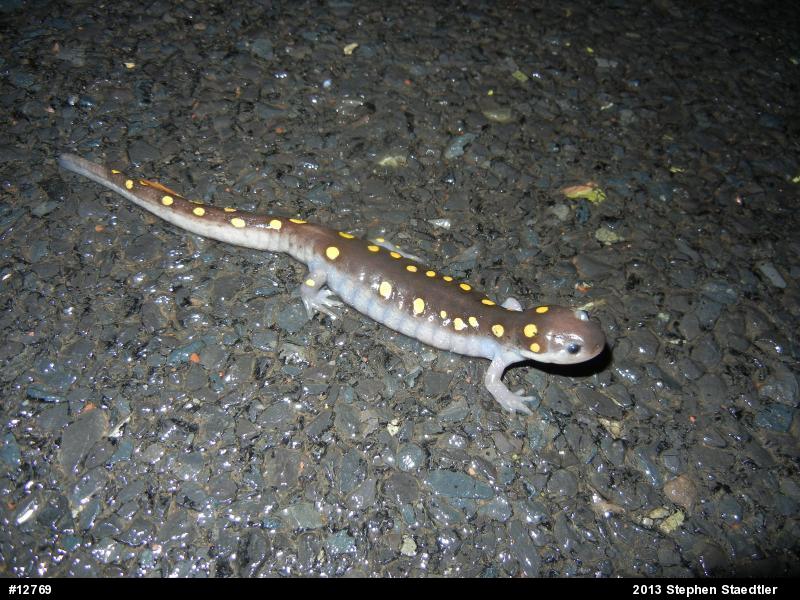 Spotted Salamander