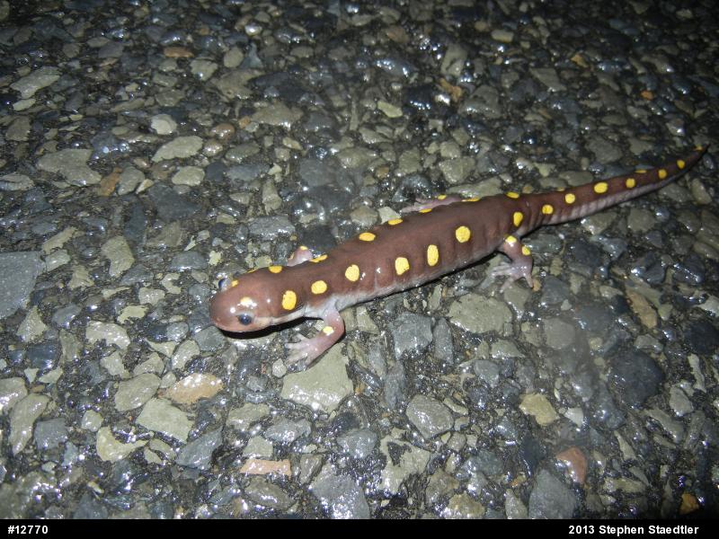 Spotted Salamander