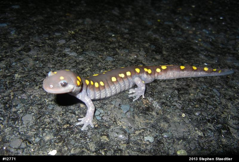 Spotted Salamander