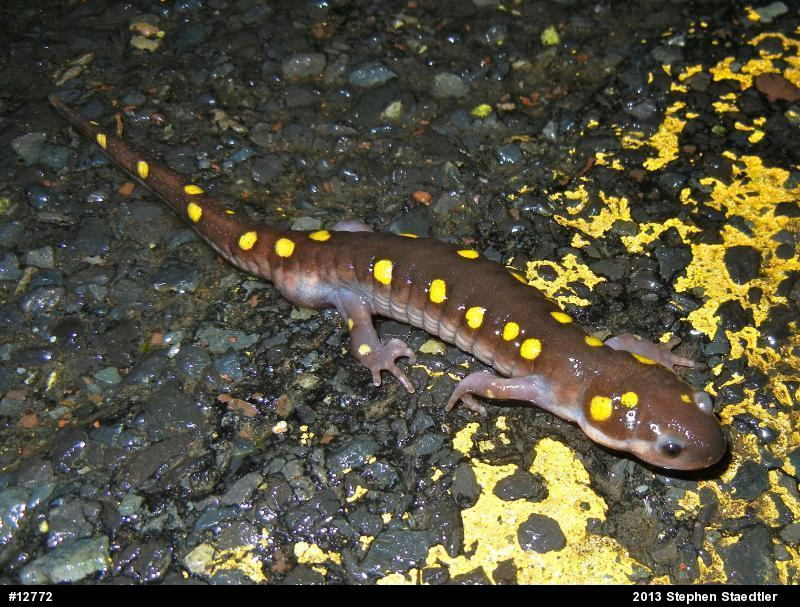 Spotted Salamander