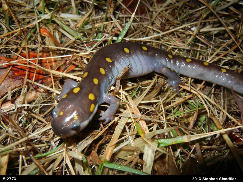 Spotted Salamander