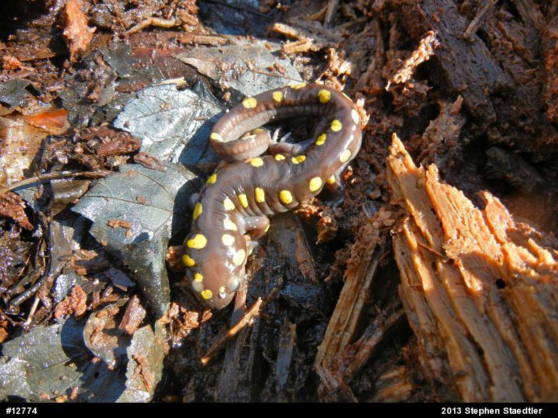 Spotted Salamander