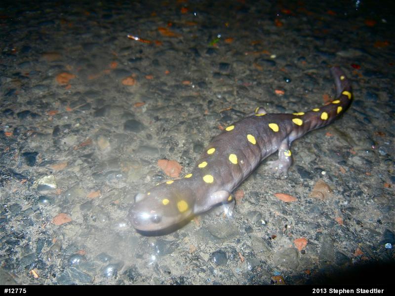 Spotted Salamander