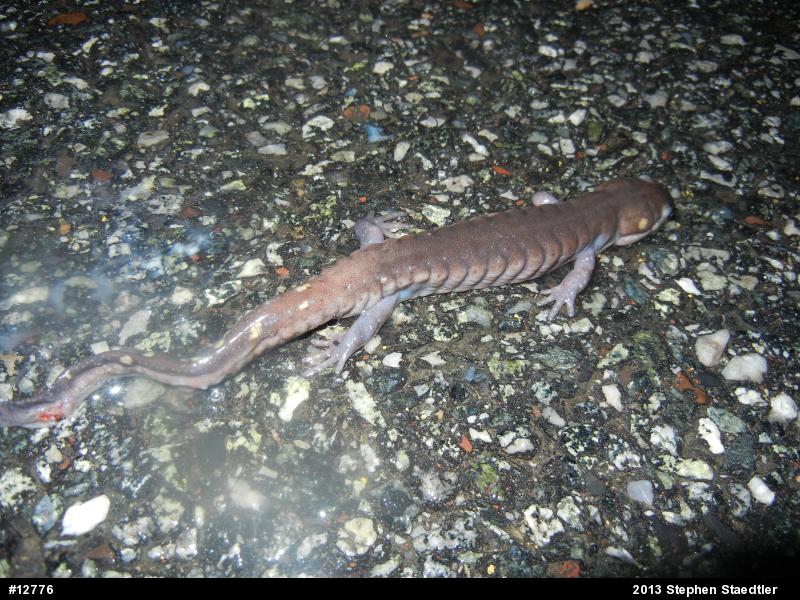 Spotted Salamander