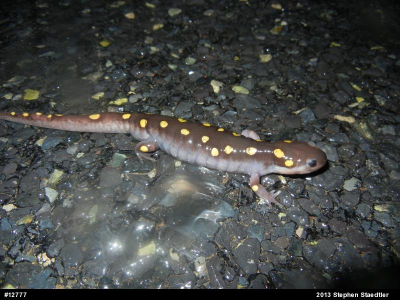 Spotted Salamander