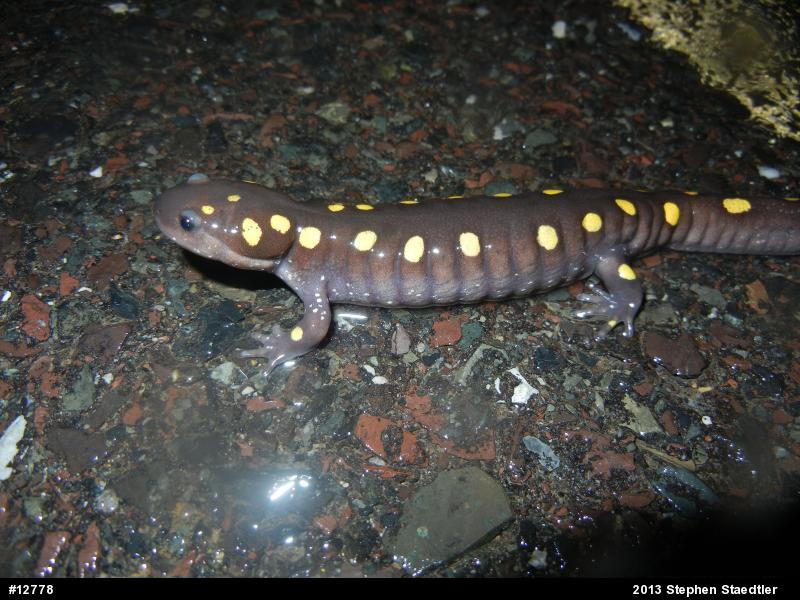 Spotted Salamander