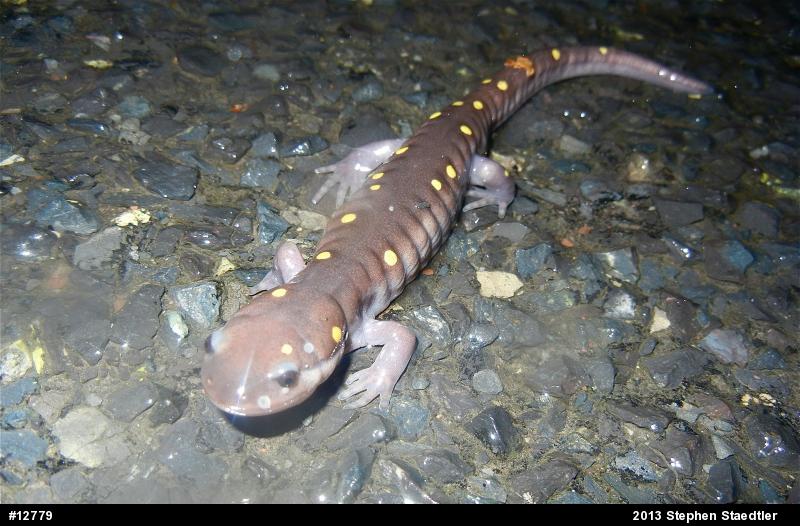 Spotted Salamander