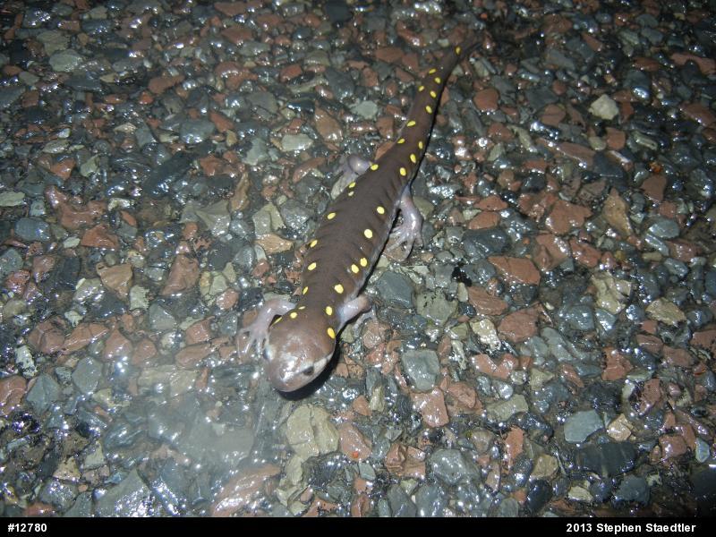 Spotted Salamander