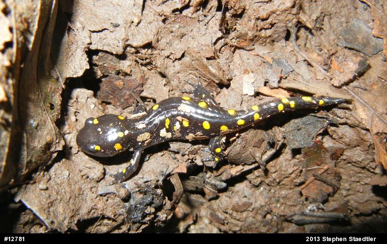 Spotted Salamander
