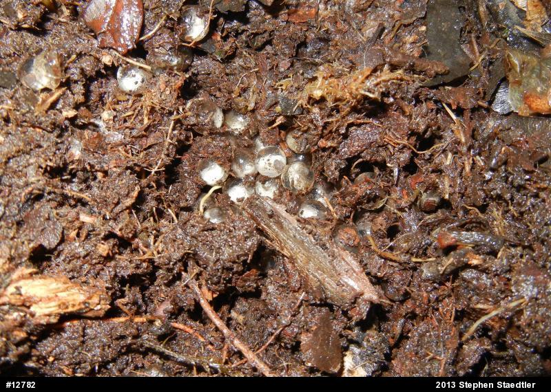 Marbled Salamander