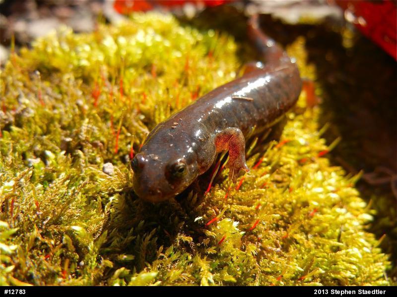 Northern Dusky Salamander