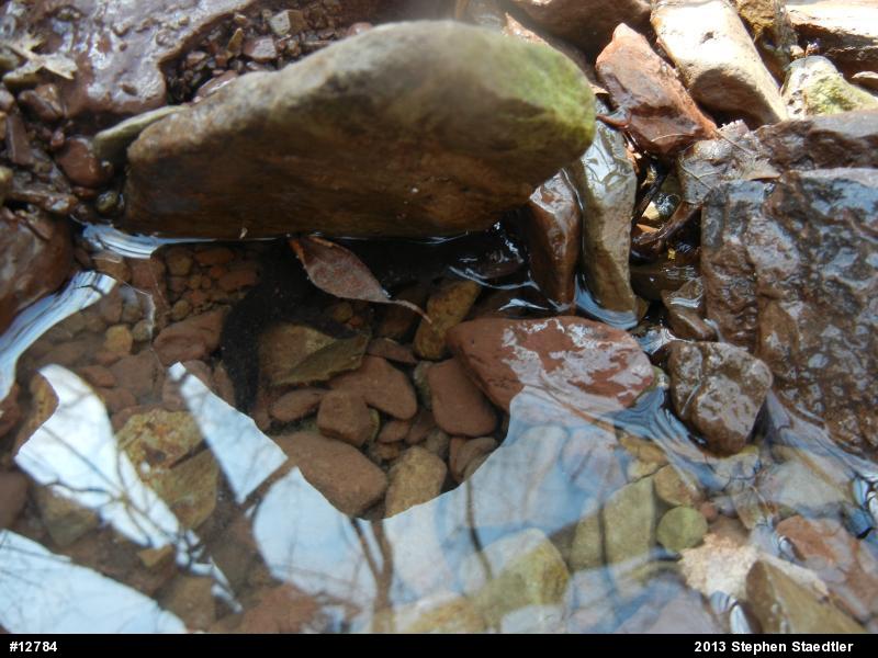 Northern Dusky Salamander