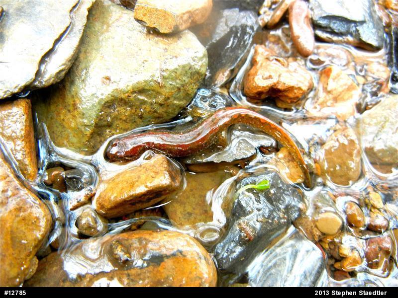 Northern Dusky Salamander