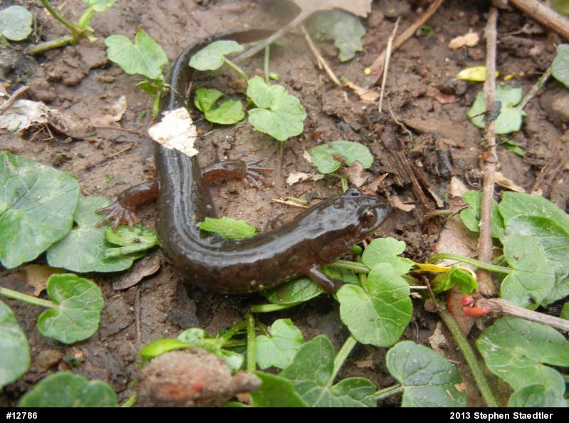 Northern Dusky Salamander